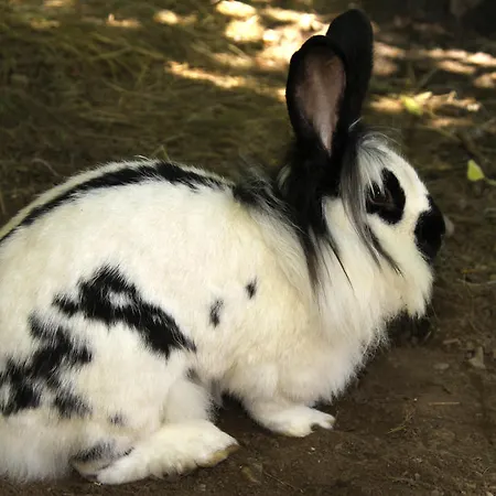 招待所 罗斯平特霍夫酒店